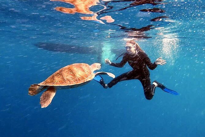 Snorkeling Excursion in the Rayas and Turtles Zone - Excursion Highlights