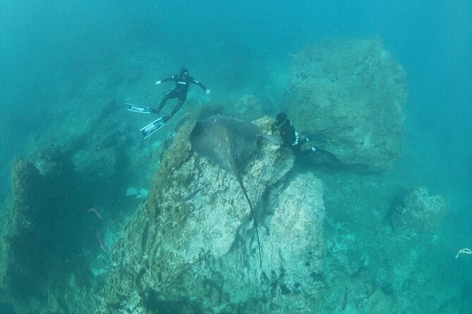 Snorkeling Excursion in the Rayas and Turtles Zone - Inclusions in the Package