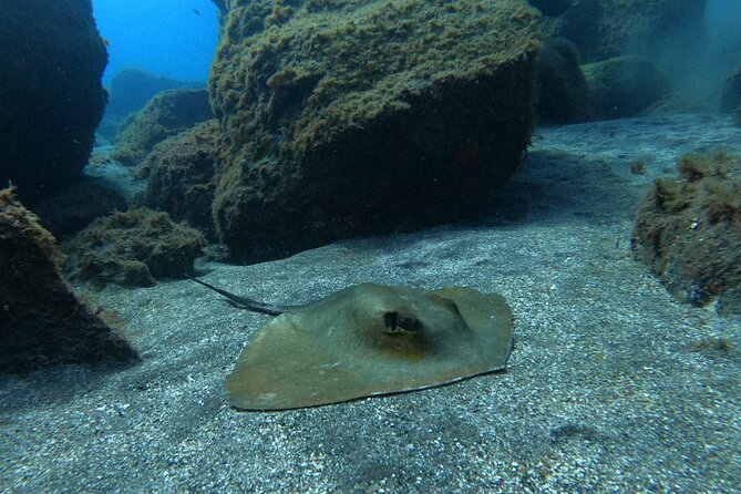 Snorkeling Excursion in the Rayas and Turtles Zone - Meeting and Pickup Details