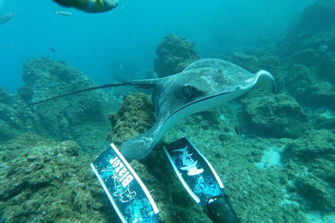 Snorkeling Excursion in the Rayas and Turtles Zone - Experience Expectations and Cancellation Policy