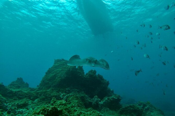 Snorkeling Excursion in the Rayas and Turtles Zone - Common Questions