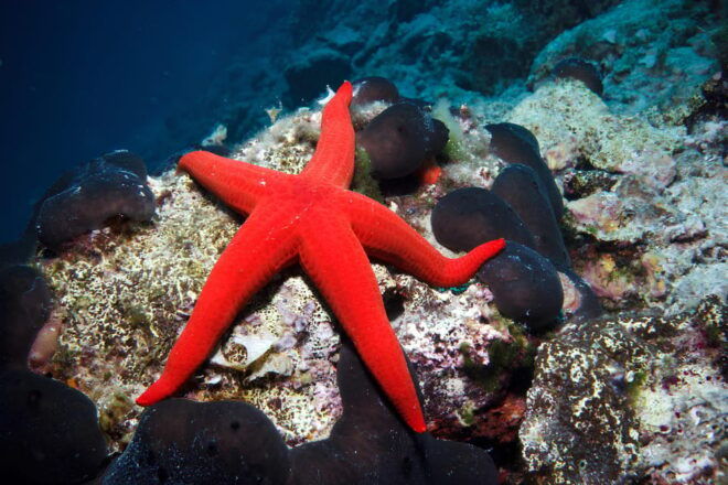 Snorkeling Experience and Dinghy Tour From Genoa to Recco - Preparation Tips