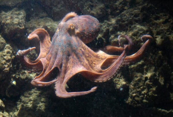 Snorkeling Experience and Dinghy Tour From Genoa to Recco - Customer Reviews