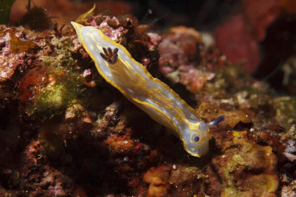 Snorkeling Experience and Dinghy Tour From Genoa to Recco - Booking Details