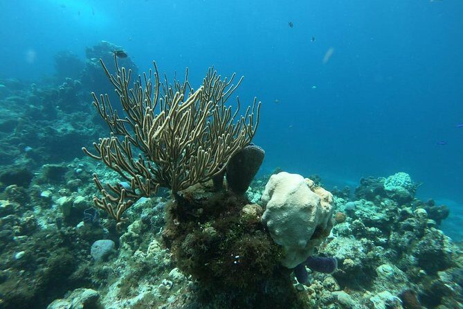 Snorkeling Experience in Cozumel with Transportation from Cancun - The Value and Who This Tour Is For