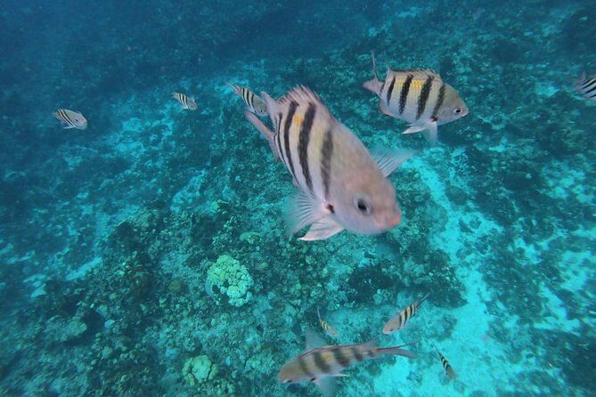 Snorkeling Experience in Cozumel with Transportation from Cancun - Final Thoughts