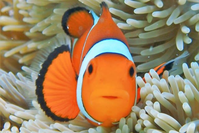 Snorkeling Experience in Ishigaki Island - The $37.95 starting price covers useful basics