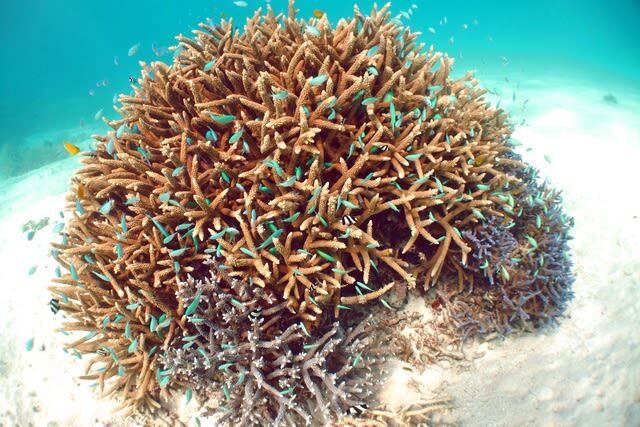 Snorkeling Experience in Ishigaki Island - Get there early, and leave time to dry off