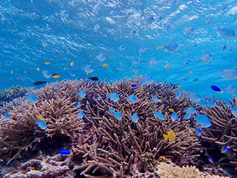 Snorkeling Experience in Miyako Island - What to know before you book