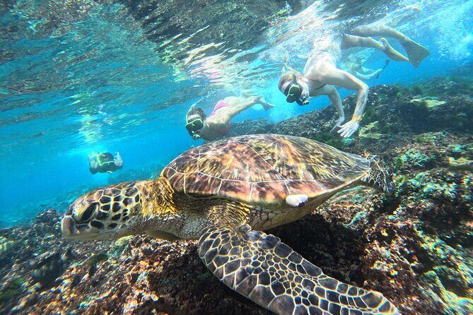 Snorkeling Experience in Nusa Penida with 4 Snorkeling Spots - Good To Know