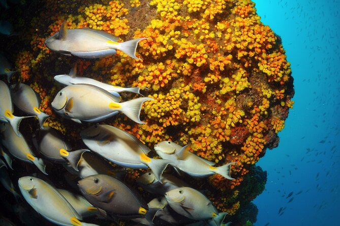 Snorkeling Experience in Santa Maria Bay by Boat - Reviews From Viator and Tripadvisor