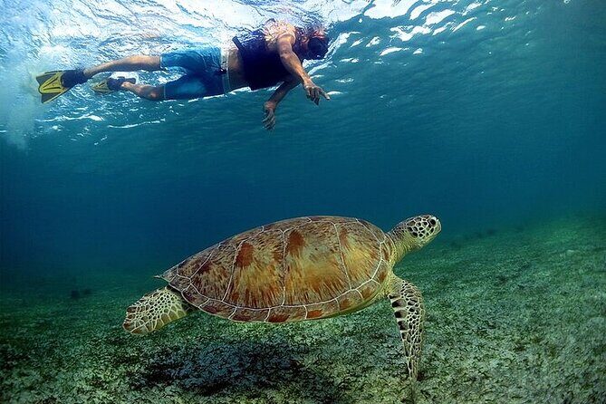 Snorkeling Experience with Turtles in Cenote in Riviera Maya - Final Thoughts: Who Will Love This Tour?