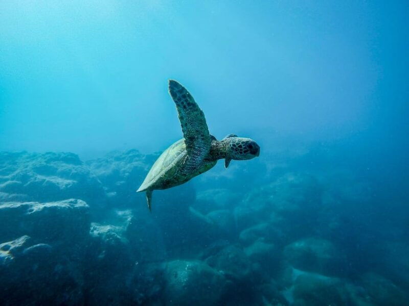 Snorkeling for beginners in crystal clear sea of Halkidiki - Detailed Breakdown of the Itinerary