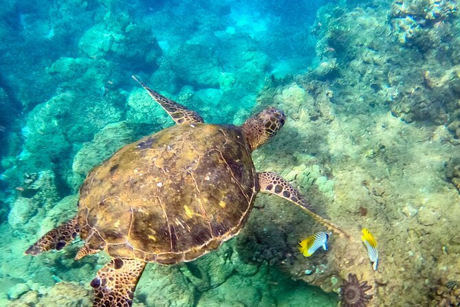 Snorkeling for Non-Swimmers for First Time - Polo Beach - What to Expect During the Snorkeling Experience