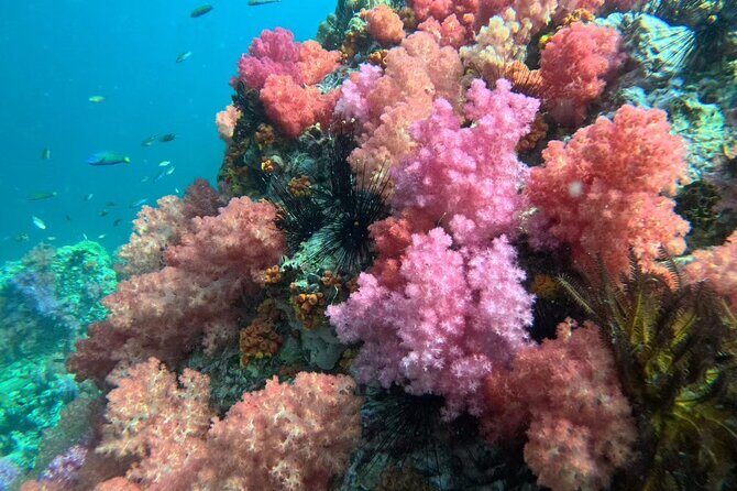 Snorkeling + Free Underwater Photos by Longtail Boat  Koh Lipe A - Frequently Asked Questions