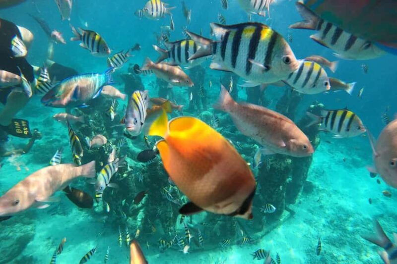 Snorkeling from Gili Trawangan: Private Group 4-Hour Trip - Final Thoughts: Who is This Tour For?