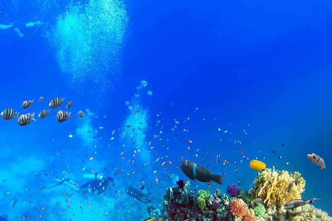 Snorkeling From Safaga - Additional Information and Cancellation Policy