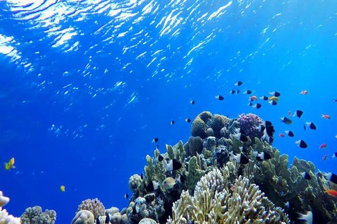 Snorkeling From Safaga - Pricing and Booking Information
