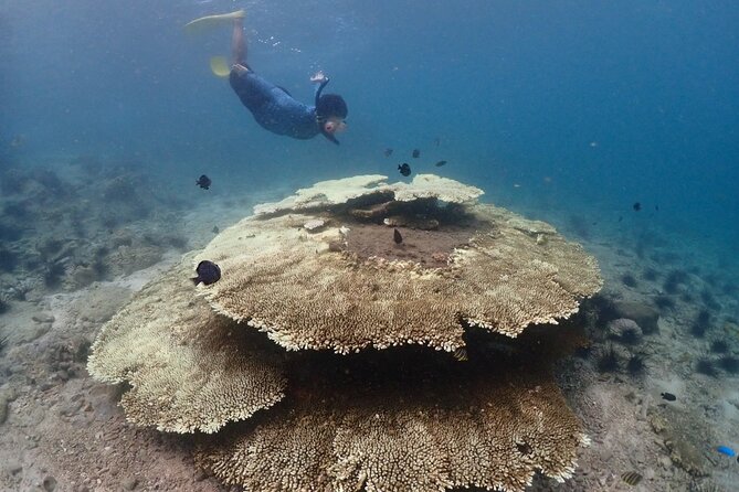 Snorkeling Full Day Experience From Bangkok - Traveler Photos and Reviews