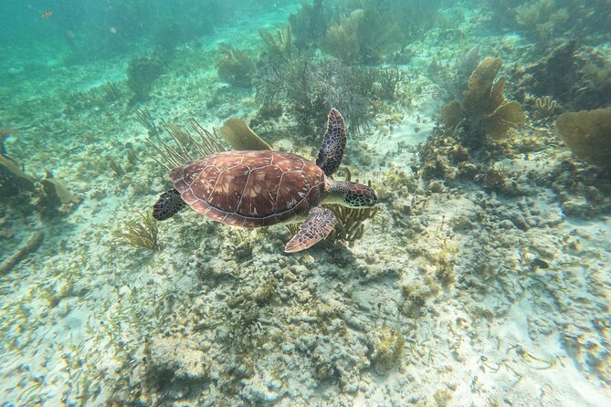 Snorkeling Guided Activity in Puerto Morelos Mexico - Snorkeling Equipment