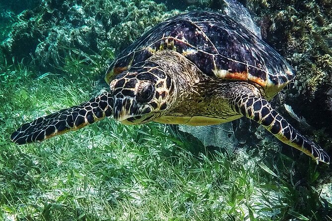 Snorkeling Guided Activity in Puerto Morelos Mexico - Additional Information