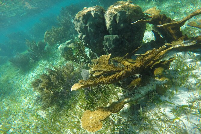 Snorkeling Guided Activity in Puerto Morelos Mexico - Traveler Photos and Reviews