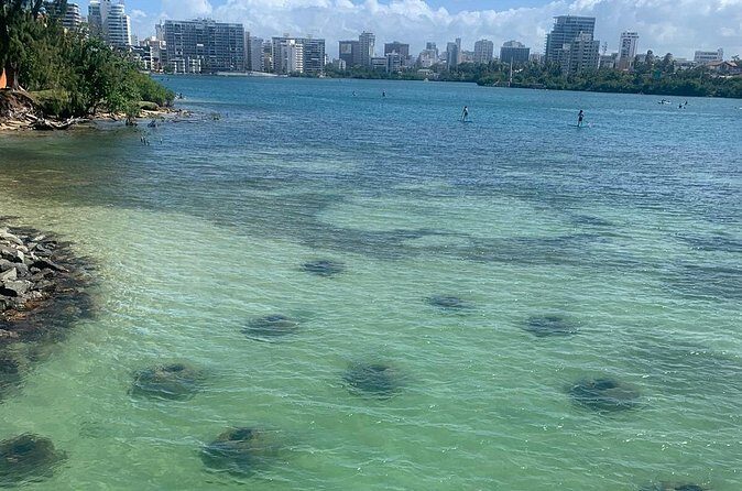 Snorkeling Guided Tour Experience in Condado Lagoon - The Sum Up