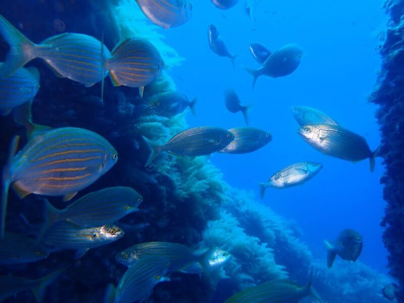 Snorkeling guided tours for tha all family! - Good To Know