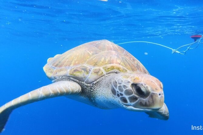 Snorkeling in a Wonderful Volcanic Bay - The Sum Up