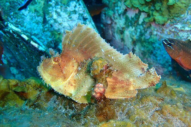 Snorkeling in Amed and Tulamben - An Overview of the Tour Experience