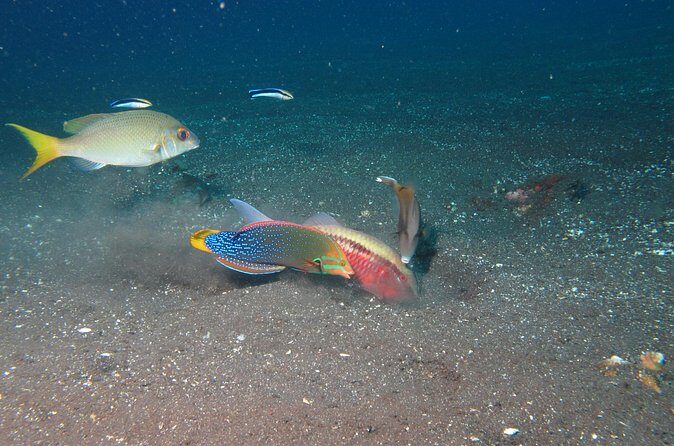 Snorkeling in Amed and Tulamben - The Sum Up