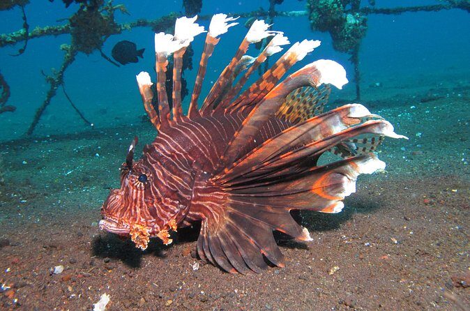 Snorkeling in Amed and Tulamben - Practical Details & Value