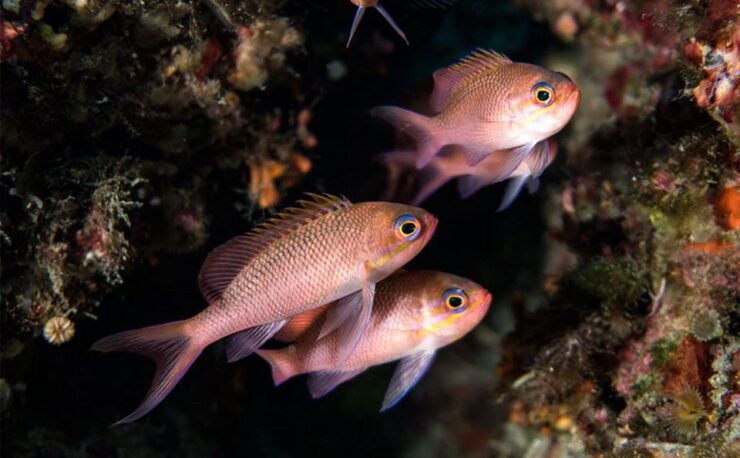 Snorkeling in Baia Di Ieranto - Good To Know