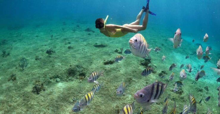Snorkeling in Cozumel Waters in a Transparent Boat + Beers - Tour Highlights