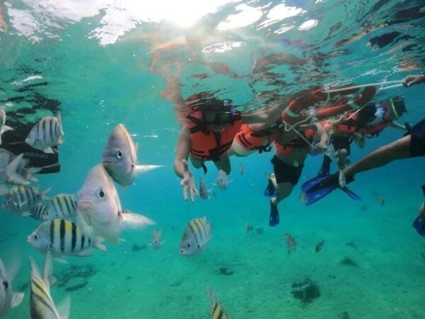 Snorkeling in Cozumel Waters in a Transparent Boat + Beers - Vibrant Coral Reefs