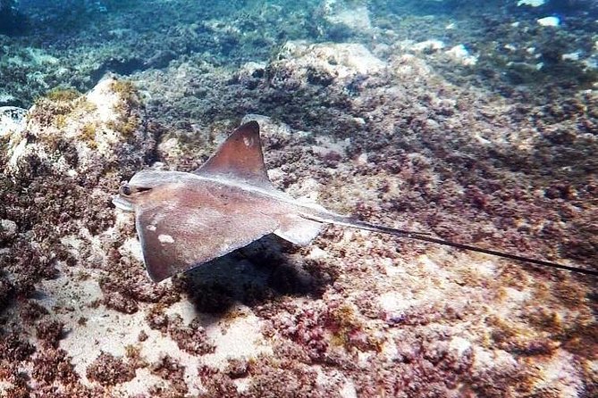 Snorkeling in Gran Canaria With Hotel Pick-Up - Customer Reviews