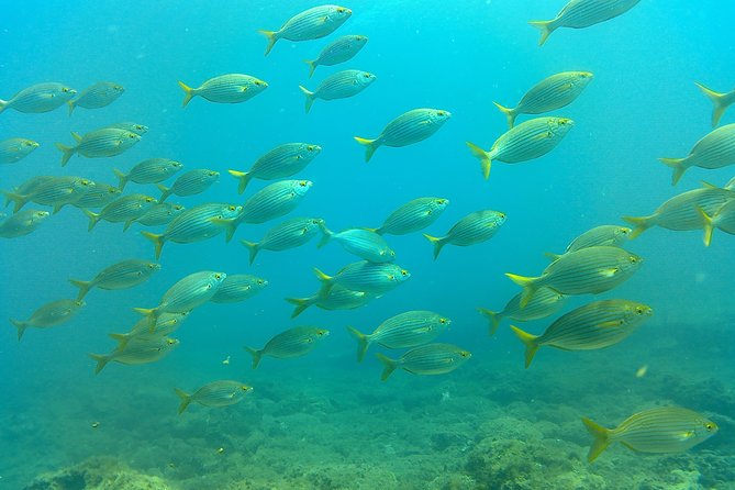 Snorkeling in Gran Canaria With Hotel Pick-Up - Positive Feedback