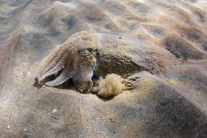 Snorkeling in Gran Canaria With Hotel Pick-Up - Language Consideration