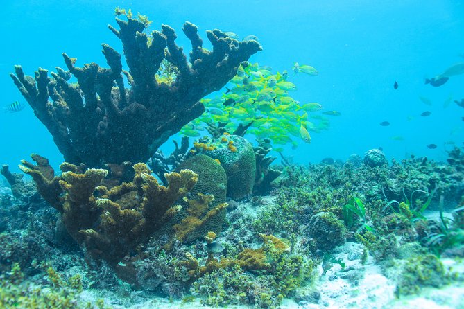 Snorkeling in Isla Mujeres, Luxury Sailing - Common Questions