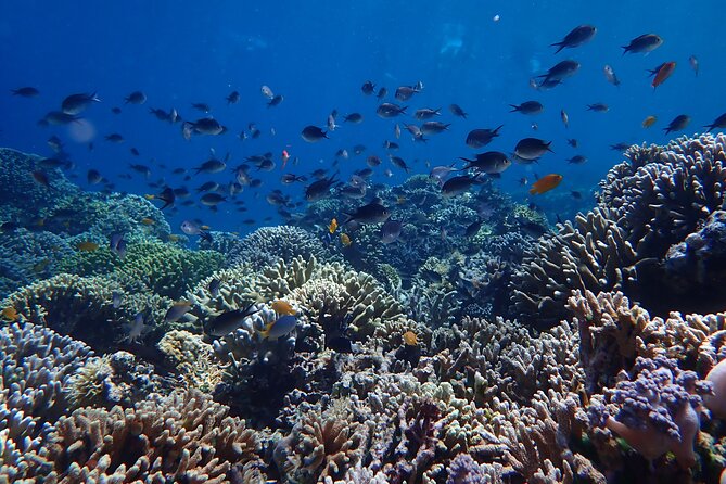 Snorkeling in Menjangan Island With Pickup and Lunch - Price and Booking