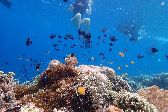 Snorkeling in Menjangan Island With Pickup and Lunch - Reviews