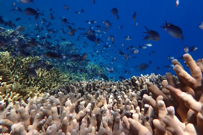 Snorkeling in Menjangan Island With Pickup and Lunch - Directions