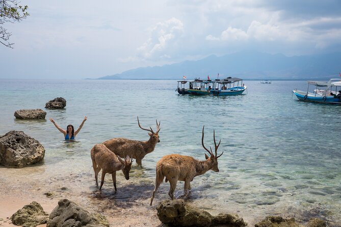 Snorkeling in Menjangan Island With Pickup and Lunch - Frequently Asked Questions