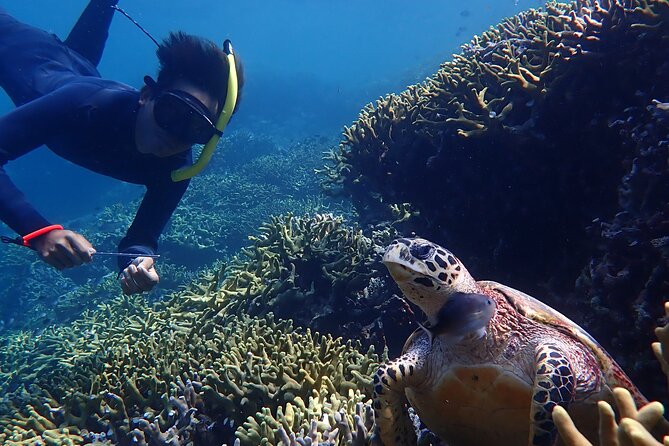Snorkeling in Menjangan Island With Pickup and Lunch - The Sum Up