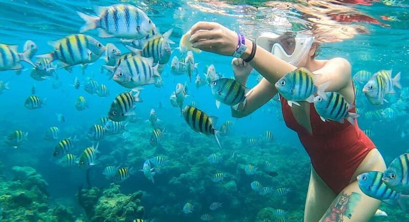 Snorkeling in Montego Bay with Transportation - Good To Know