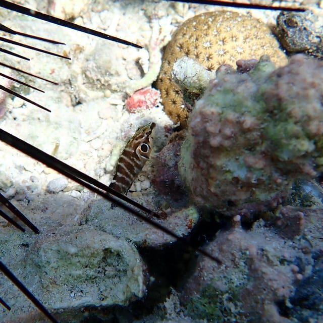 Snorkeling in Montego Bay with Transportation - FAQs