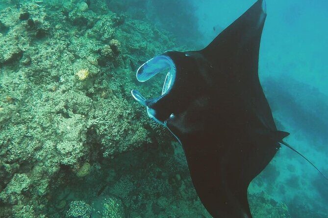 Snorkeling In Nusa Penida Island With Manta Ray From Bali - FAQ