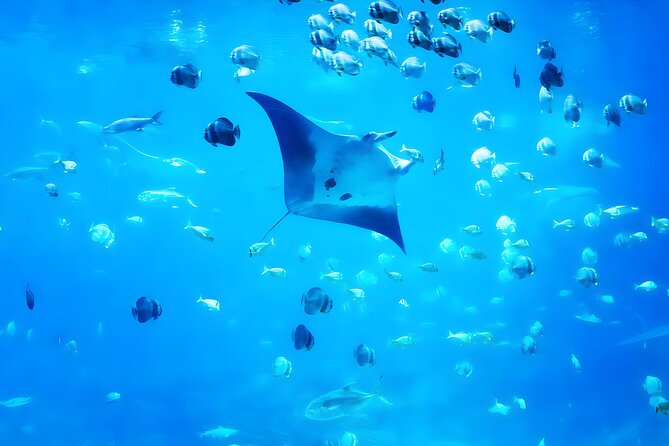 Snorkeling in Nusa Penida - Manta Bay, Wall Point and Gamat Bay - Snorkeling Gear Essentials