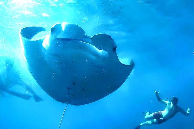 Snorkeling in Nusa Penida - Manta Bay, Wall Point and Gamat Bay - Best Time to Visit