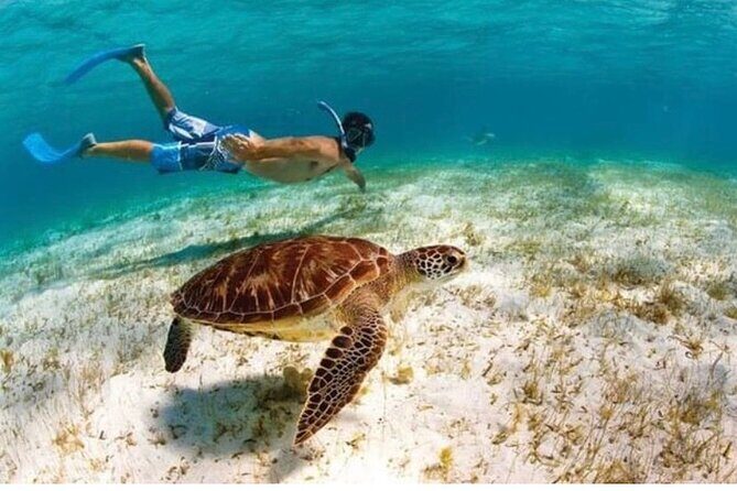 Snorkeling in Paradise - Videos Included - What to Expect from This Snorkeling Tour